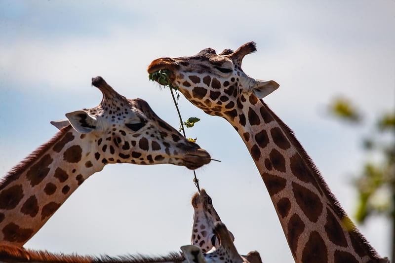 Wildlife Spotting