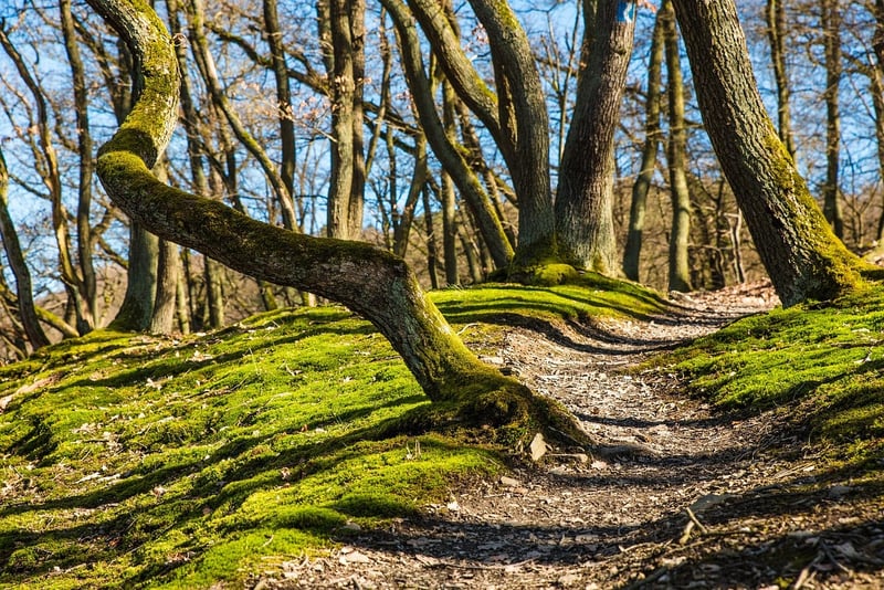 Nature Walk Image 1