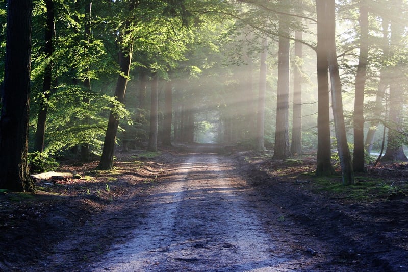 Nature Walk Image 2